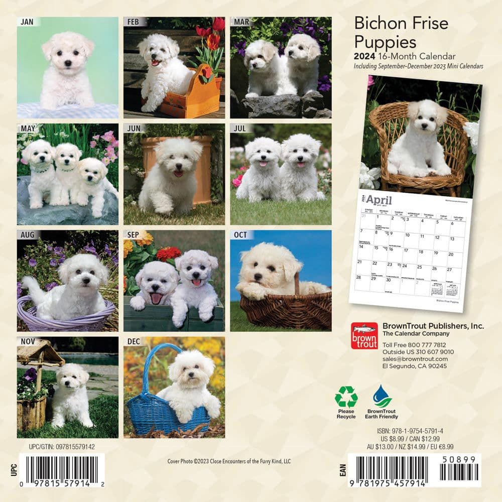 Bichon Frise Puppies 2024 Mini Wall Calendar