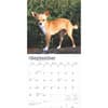 image Chihuahuas 2025 Wall Calendar Second Alternate Image width=&quot;1000&quot; height=&quot;1000&quot;