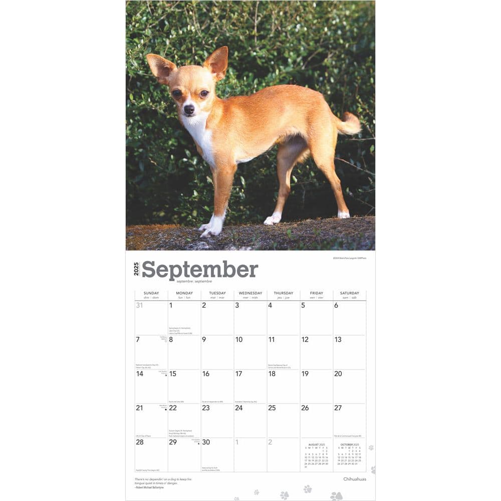 Chihuahuas 2025 Wall Calendar