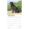 image Black Lab Retriever 2025 Wall Calendar Third Alternate Image width=&quot;1000&quot; height=&quot;1000&quot;