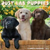 image Just Lab Puppies 2025 Wall Calendar Main Image