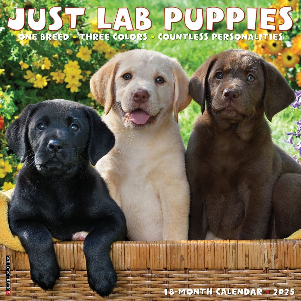 Just Lab Puppies 2025 Wall Calendar Main Image