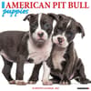 image Just Pit Bull Terrier Puppies 2025 Wall Calendar Main Image