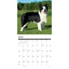 image Just Border Collies 2026 Wall Calendar Second Alternate Image