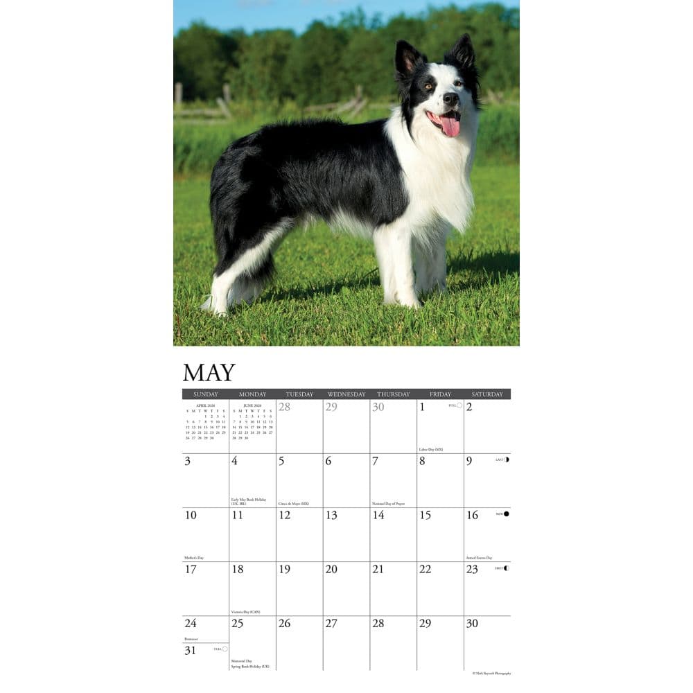 Just Border Collies 2026 Wall Calendar Second Alternate Image