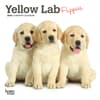 image Lab Yellow Puppies 2024 Mini Wall Calendar Main Product Image width=&quot;1000&quot; height=&quot;1000&quot;