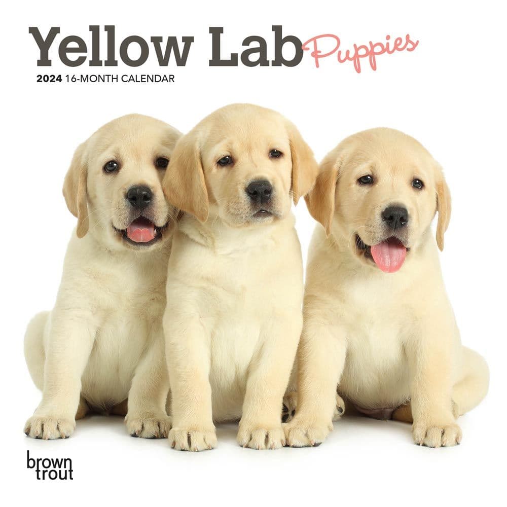 Lab Yellow Puppies 2024 Mini Wall Calendar Main Product Image width=&quot;1000&quot; height=&quot;1000&quot;
