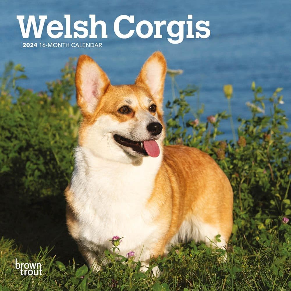 Welsh Corgi 2024 Mini Wall Calendar