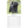 image Bouvier des Flandres 2027 Wall Calendar