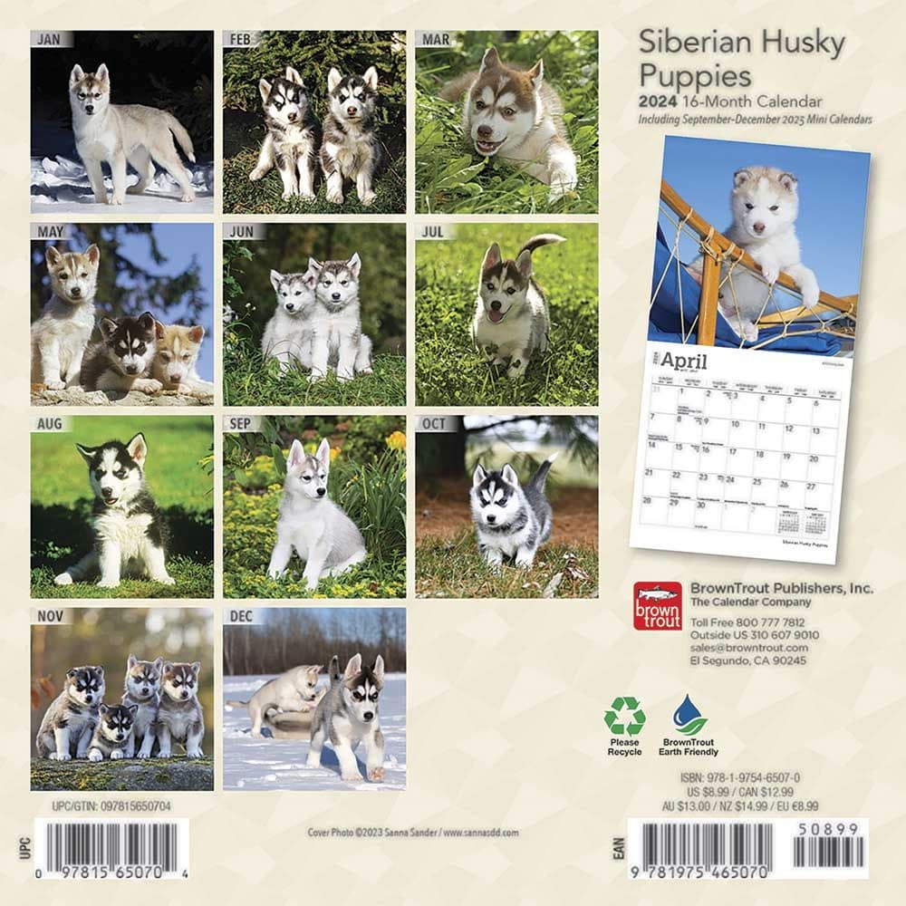 Siberian Husky Puppies 2024 Mini Wall Calendar First Alternate Image width=&quot;1000&quot; height=&quot;1000&quot;
