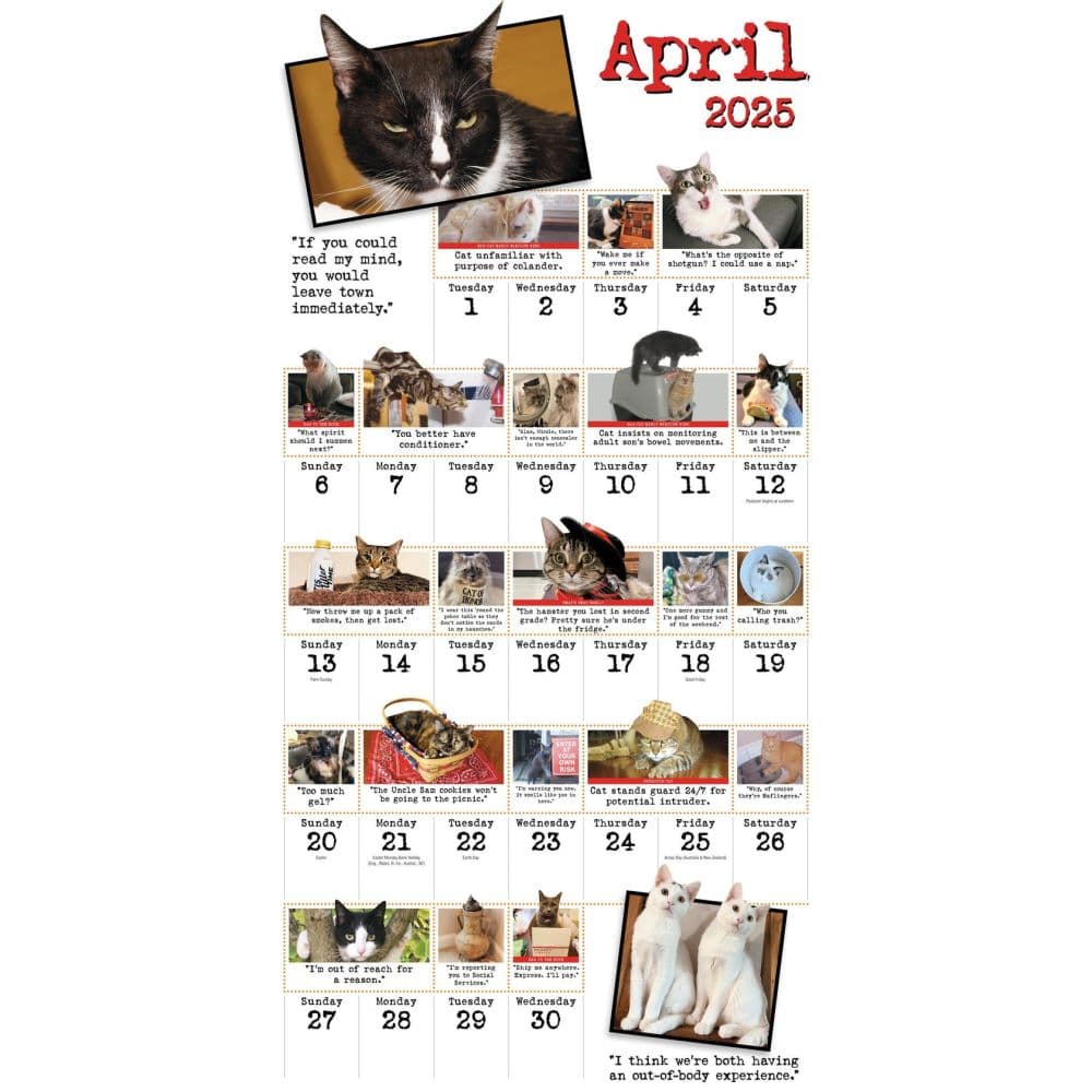 Bad Cat 365 Days 2025 Wall Calendar Third Alternate Image width=&quot;1000&quot; height=&quot;1000&quot;