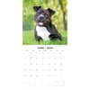 image Staffordshire Bull Terriers 2026 Wall Calendar Second Alternate Image