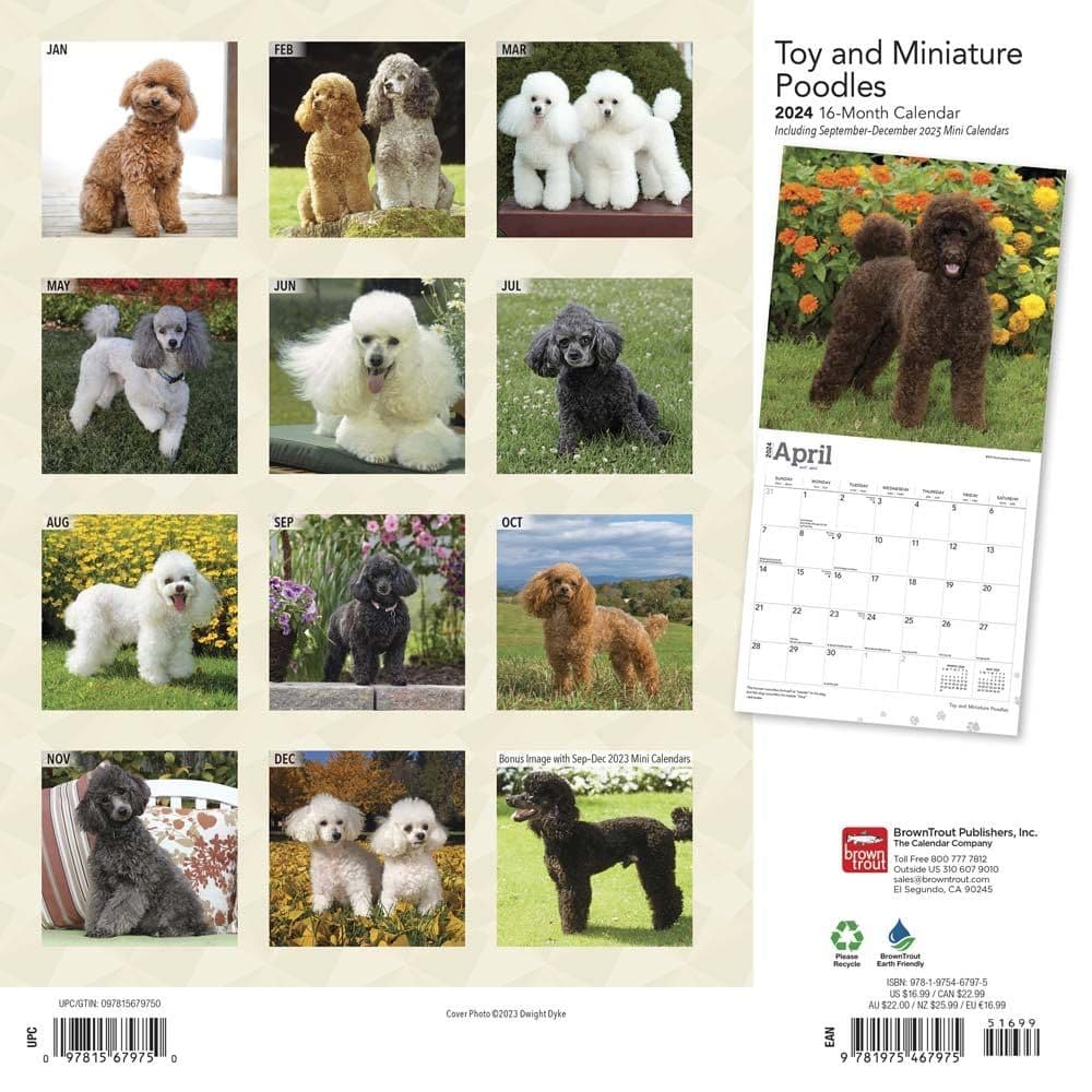 Miniature Toy Poodles 2024 Wall Calendar First Alternate Image width=&quot;1000&quot; height=&quot;1000&quot;