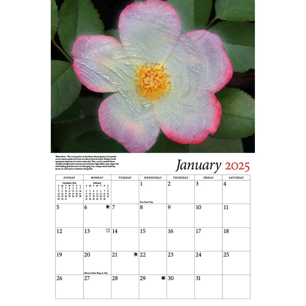 Celebrating Roses 2025 Wall Calendar