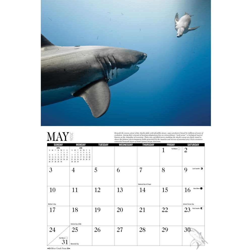 Sharks 2026 Wall Calendar Second Alternate Image