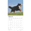 image Bernese Mountain Dogs 2025 Wall Calendar First Alternate Image width=&quot;1000&quot; height=&quot;1000&quot;