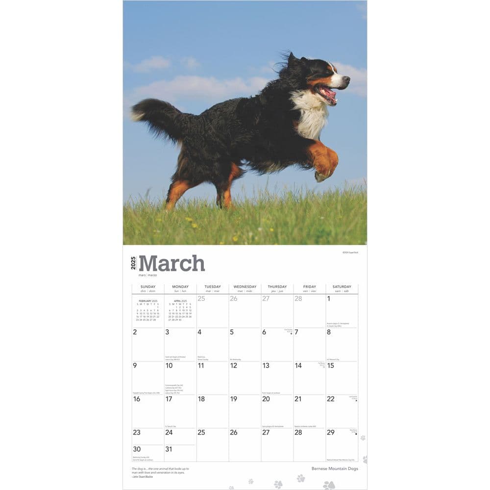 Bernese Mountain Dogs 2025 Wall Calendar First Alternate Image width=&quot;1000&quot; height=&quot;1000&quot;