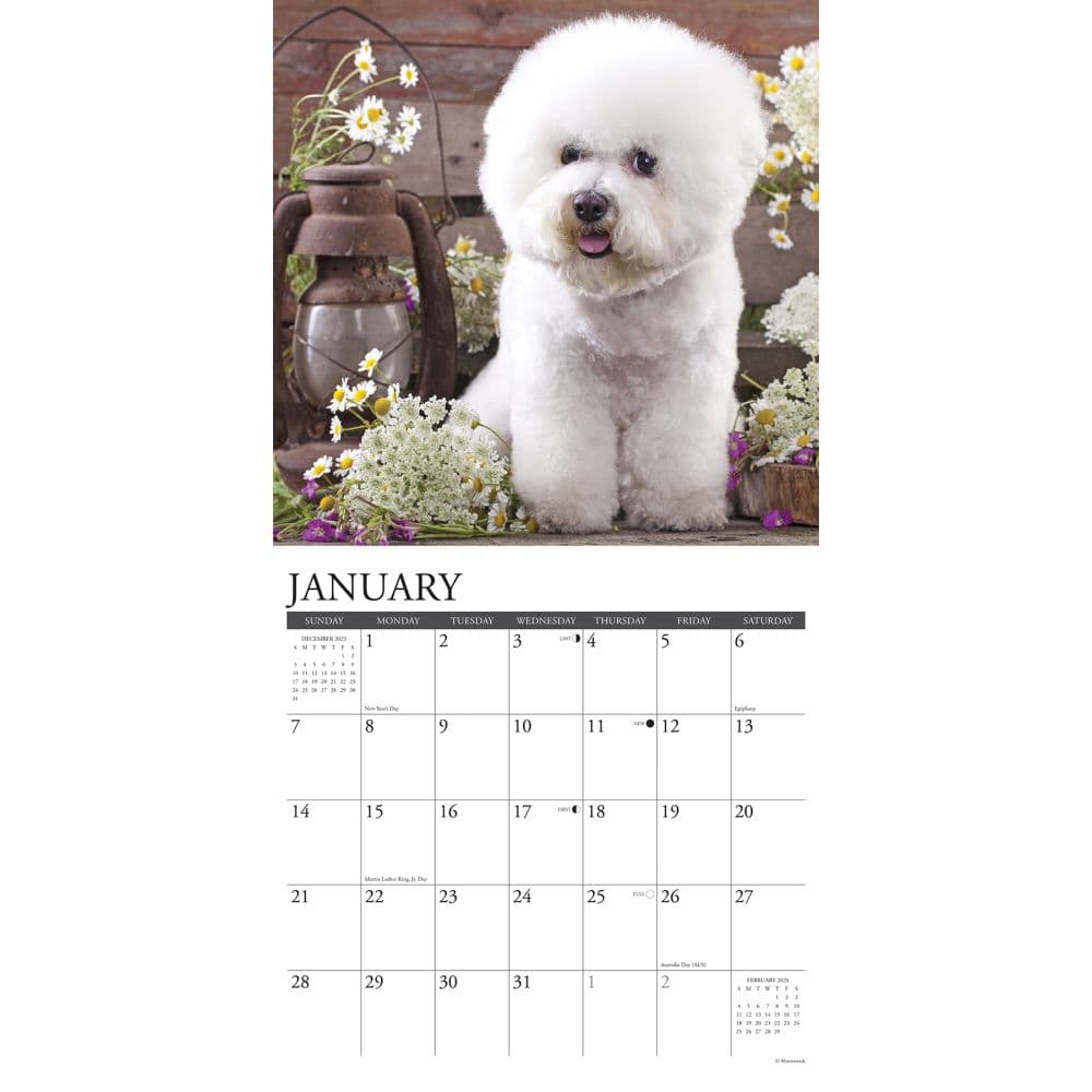 Just Bichons Frises 2024 Wall Calendar