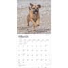 image Border Terriers 2025 Wall Calendar Second  Alternate Image width=&quot;1000&quot; height=&quot;1000&quot;