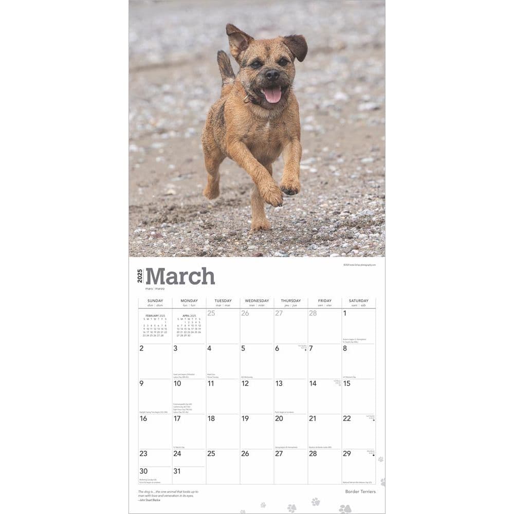 Border Terriers 2025 Wall Calendar Second  Alternate Image width=&quot;1000&quot; height=&quot;1000&quot;