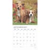 image Puppy Pals Plato 2025 Wall Calendar Third Alternate Image width=&quot;1000&quot; height=&quot;1000&quot;