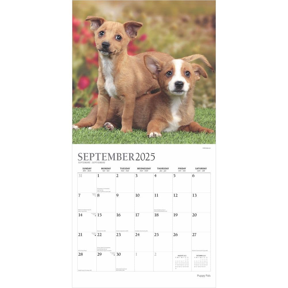 Puppy Pals Plato 2025 Wall Calendar Third Alternate Image width=&quot;1000&quot; height=&quot;1000&quot;