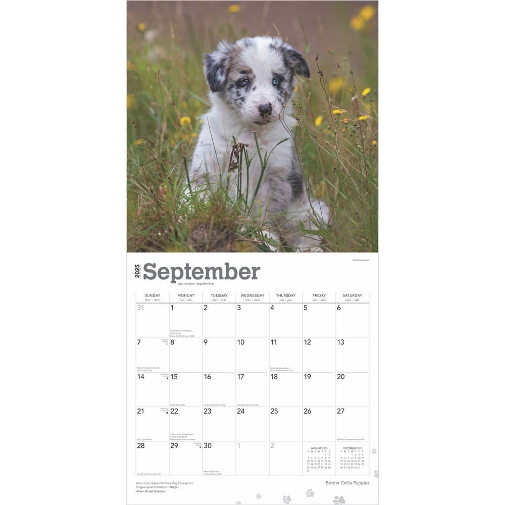 Border Collie Puppies 2025 Wall Calendar Second Alternate Image width=&quot;1000&quot; height=&quot;1000&quot;