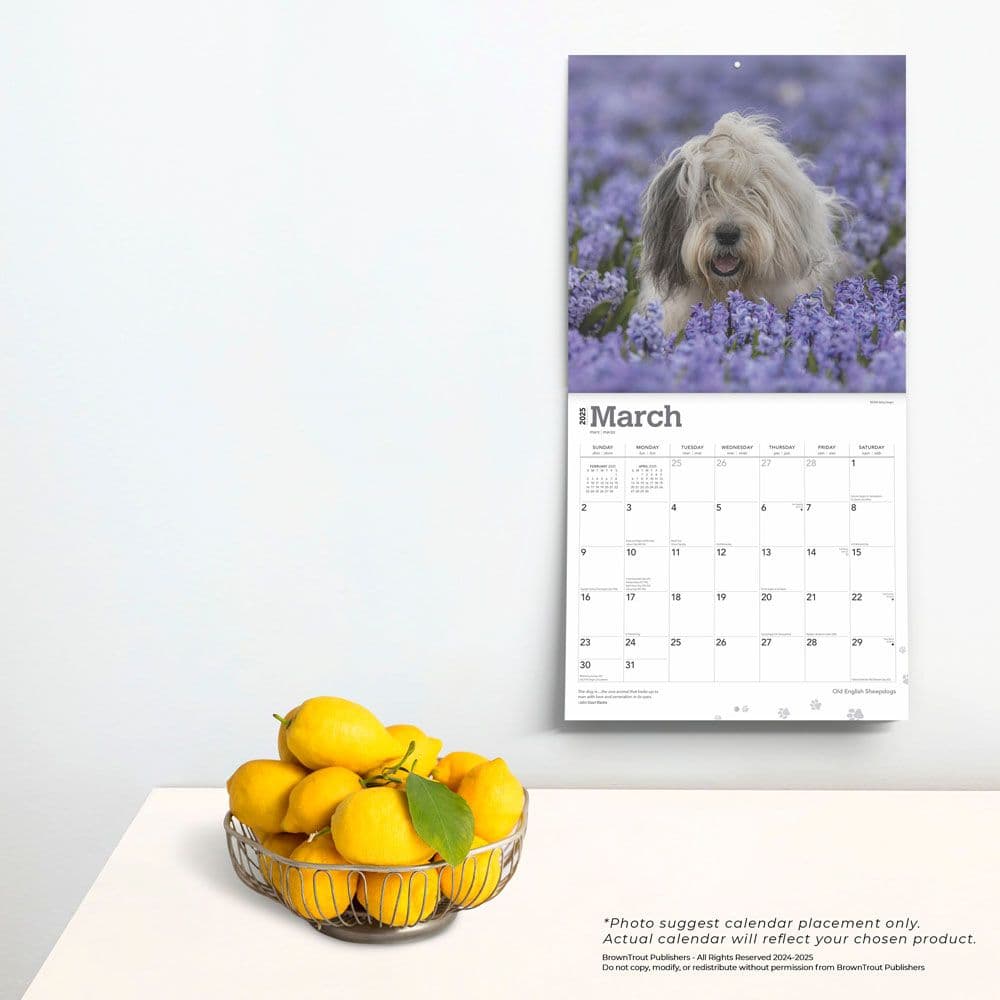 Old English Sheepdogs 2025 Wall Calendar Fourth Alternate Image width=&quot;1000&quot; height=&quot;1000&quot;