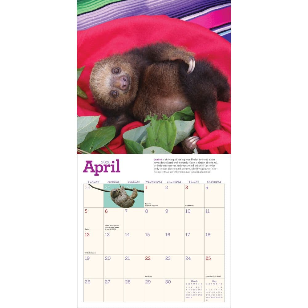 Sloths 2026 Mini Wall Calendar Third Alternate Image