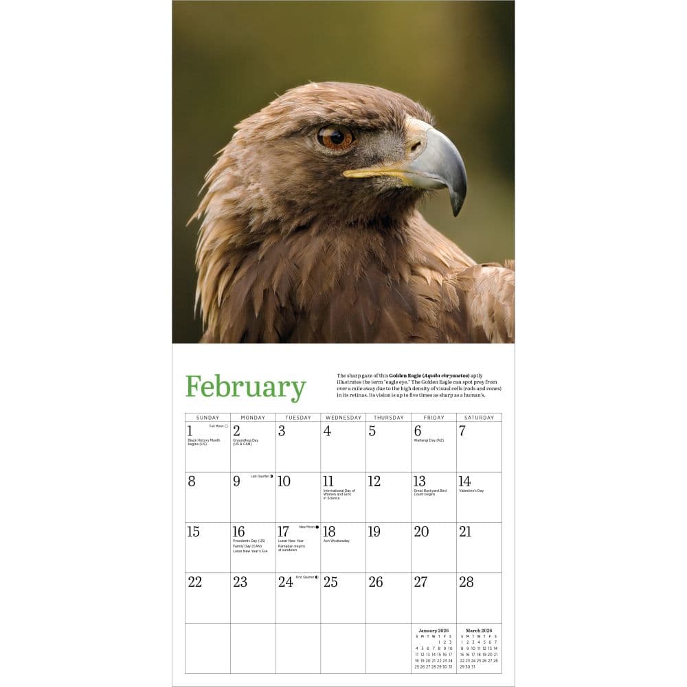 Audubon Eagles 2026 Mini Wall Calendar Second Alternate Image