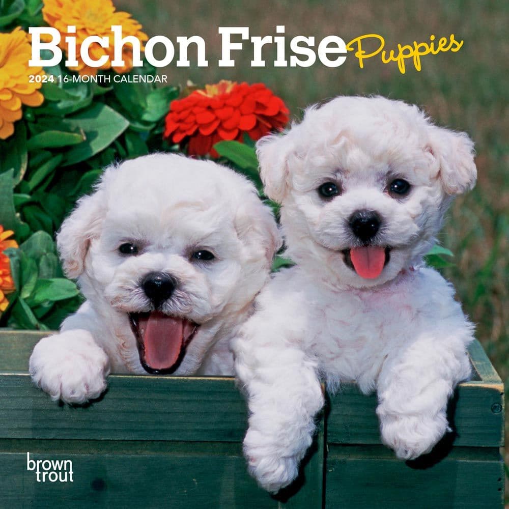Bichon Frise Puppies 2024 Mini Wall Calendar Main Product Image width=&quot;1000&quot; height=&quot;1000&quot;