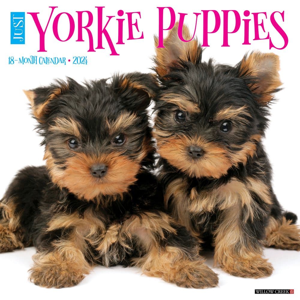 Just Yorkie Puppies 2024 Wall Calendar - Calendars.com