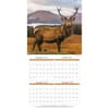 image Wildlife Special Value 2025 Wall Calendar