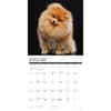 image Just Pomeranians 2025 Wall Calendar