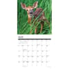 image Seasons of the Whitetail Deer 2025 Wall Calendar