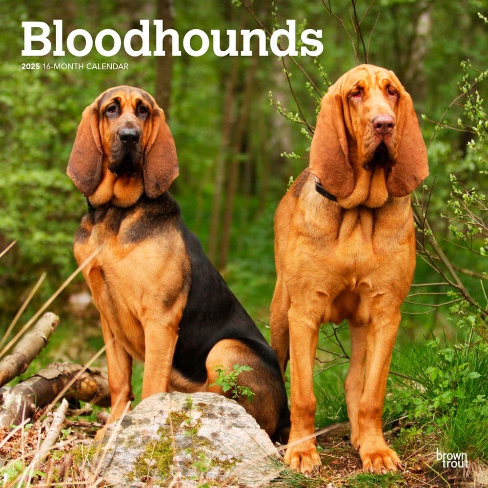 Bloodhounds 2025 Wall Calendar