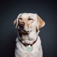 image Lucky Dog Collar Charm on a yellow lab