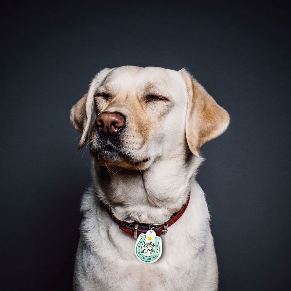 Lucky Dog Collar Charm on a yellow lab