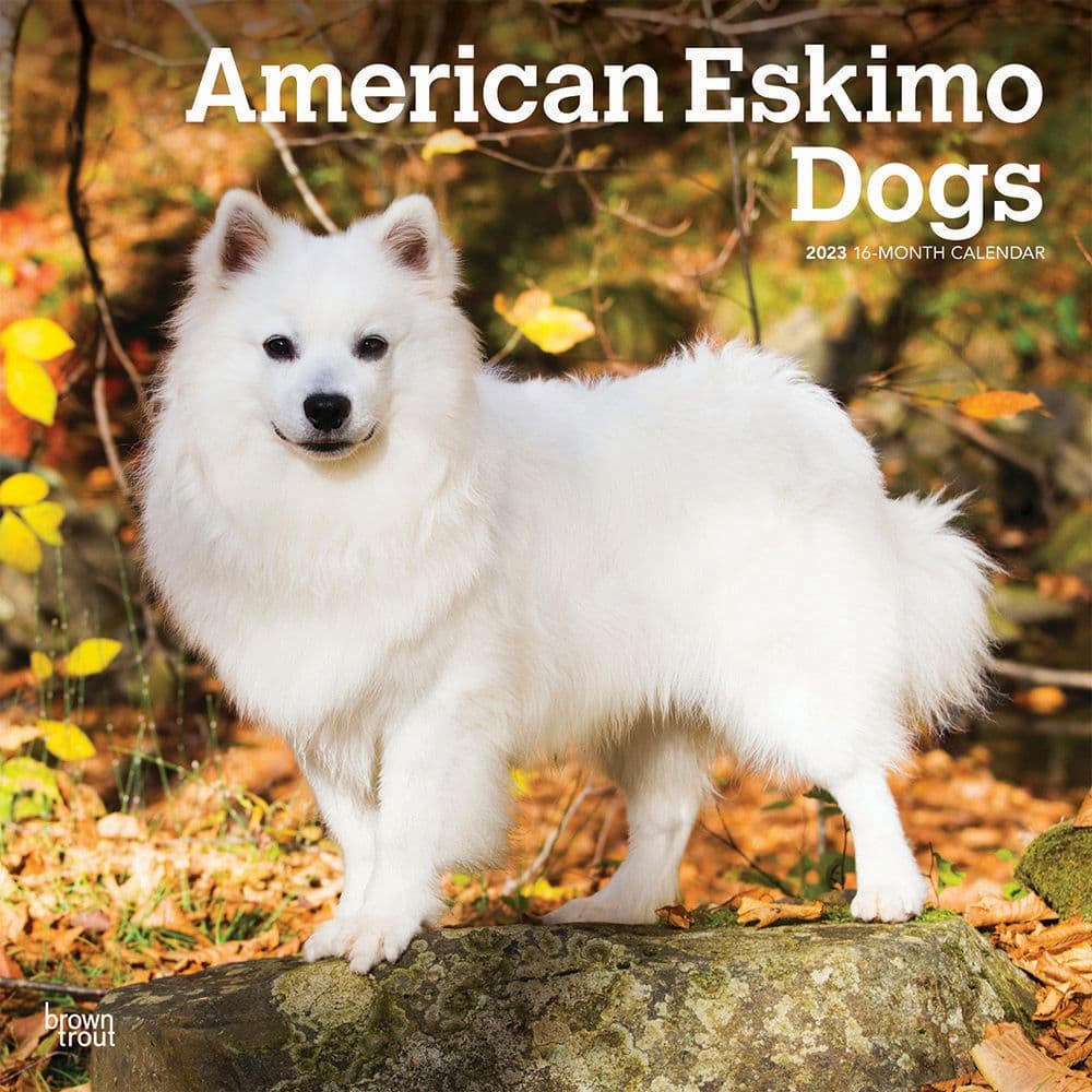 BrownTrout American Eskimo Dogs 2023 Square Wall Calendar