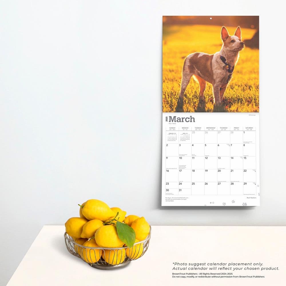 Red Heelers 2025 Wall Calendar Fourth Alternate Image width=&quot;1000&quot; height=&quot;1000&quot;