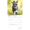 image Miniature Schnauzers 2026 Mini Wall Calendar Second Alternate Image