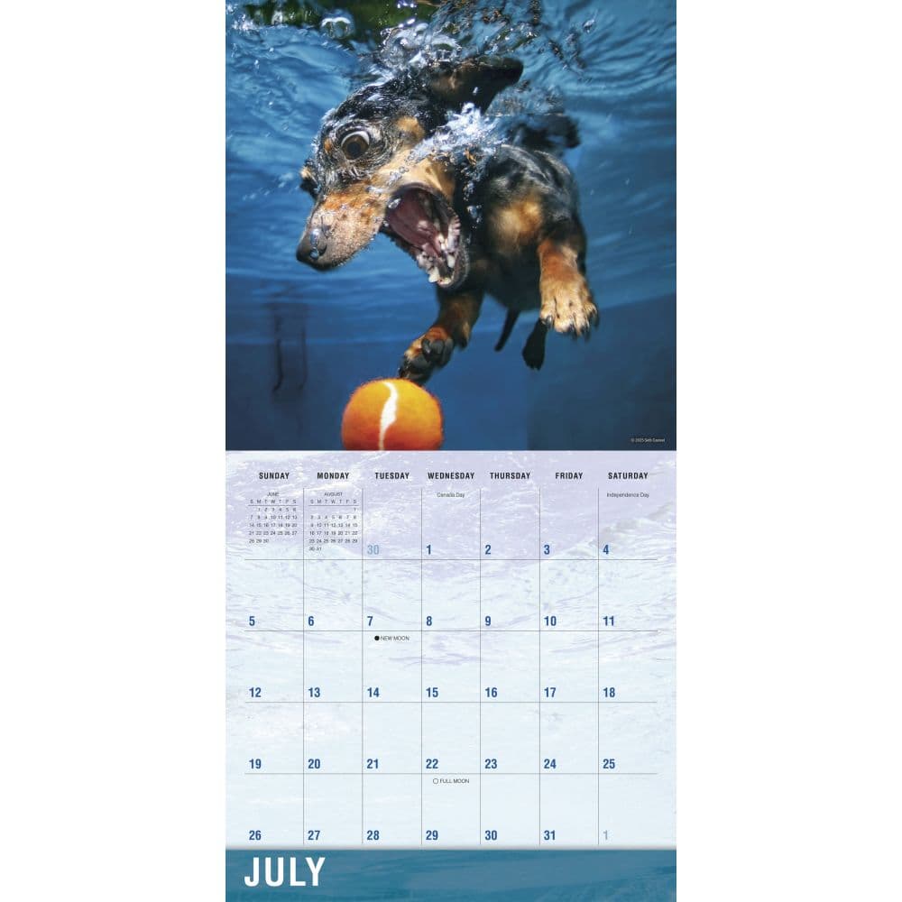 Underwater Dogs 2026 Wall Calendar Third Alternate Image