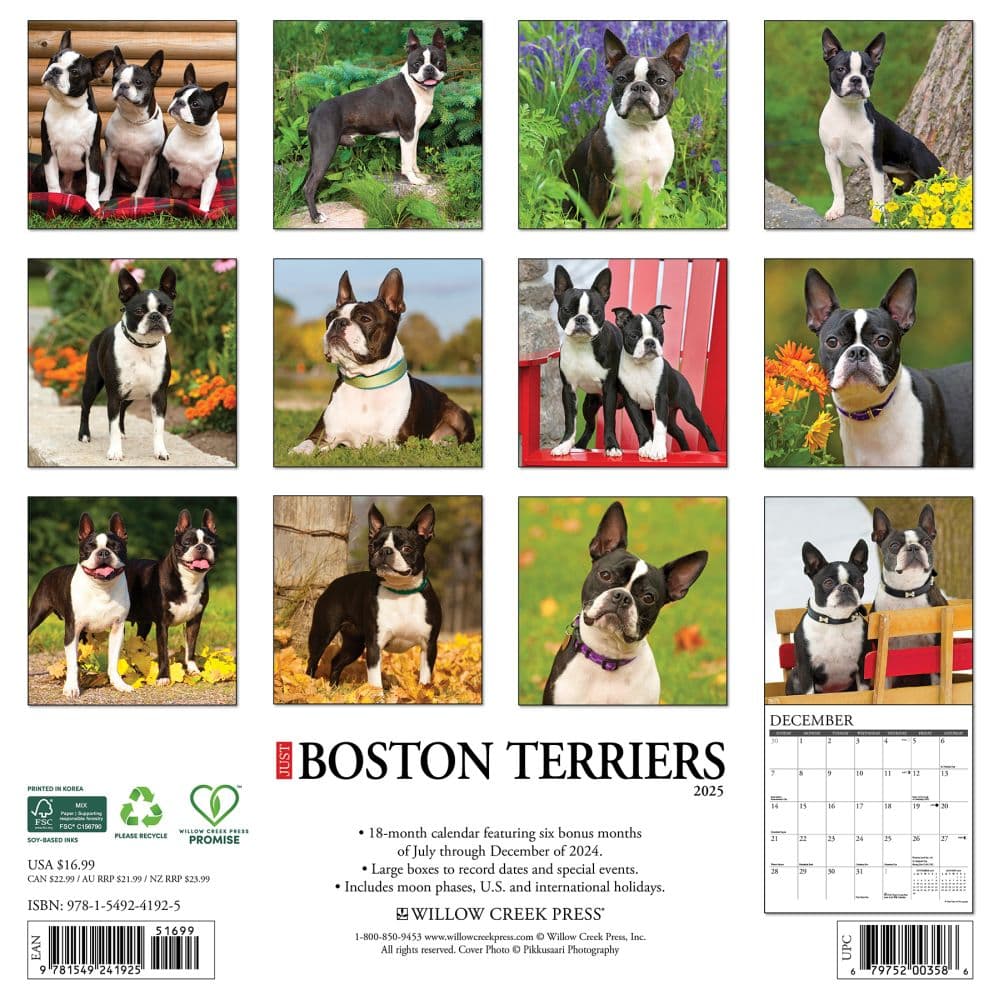 Just Boston Terriers 2025 Wall Calendar First Alternate Image width=&quot;1000&quot; height=&quot;1000&quot;