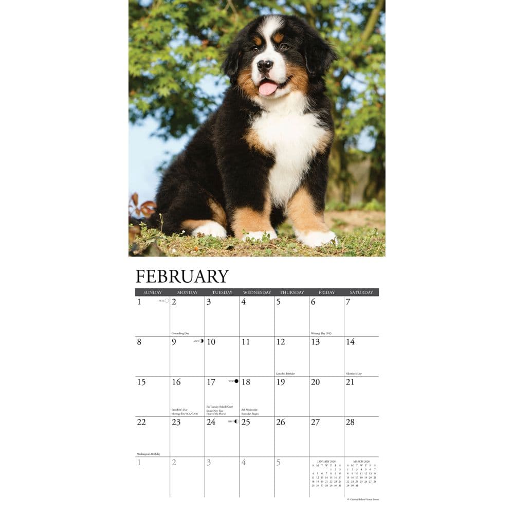 Just Bernese Mountain Puppies 2026 Wall Calendar Second Alternate Image