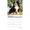 image Just Bernese Mountain Puppies 2026 Wall Calendar Second Alternate Image