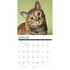 image Tabby Cats 2025 Wall Calendar Second Alternate Image width=&quot;1000&quot; height=&quot;1000&quot;