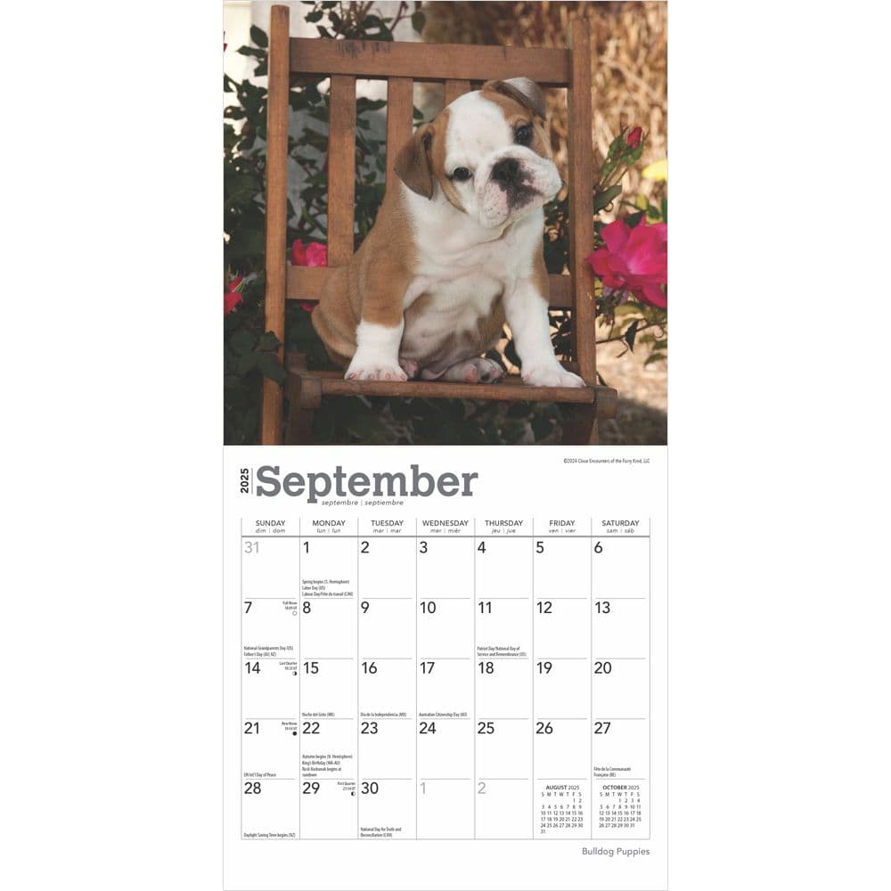 Bulldog Puppies 2025 Mini Wall Calendar