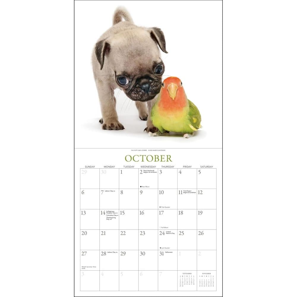 Pugs &amp; Friends 2024 Wall Calendar Fourth Alternate Image width=&quot;1000&quot; height=&quot;1000&quot;