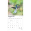 image Hummingbirds 2025 Wall Calendar Third Alternate Image