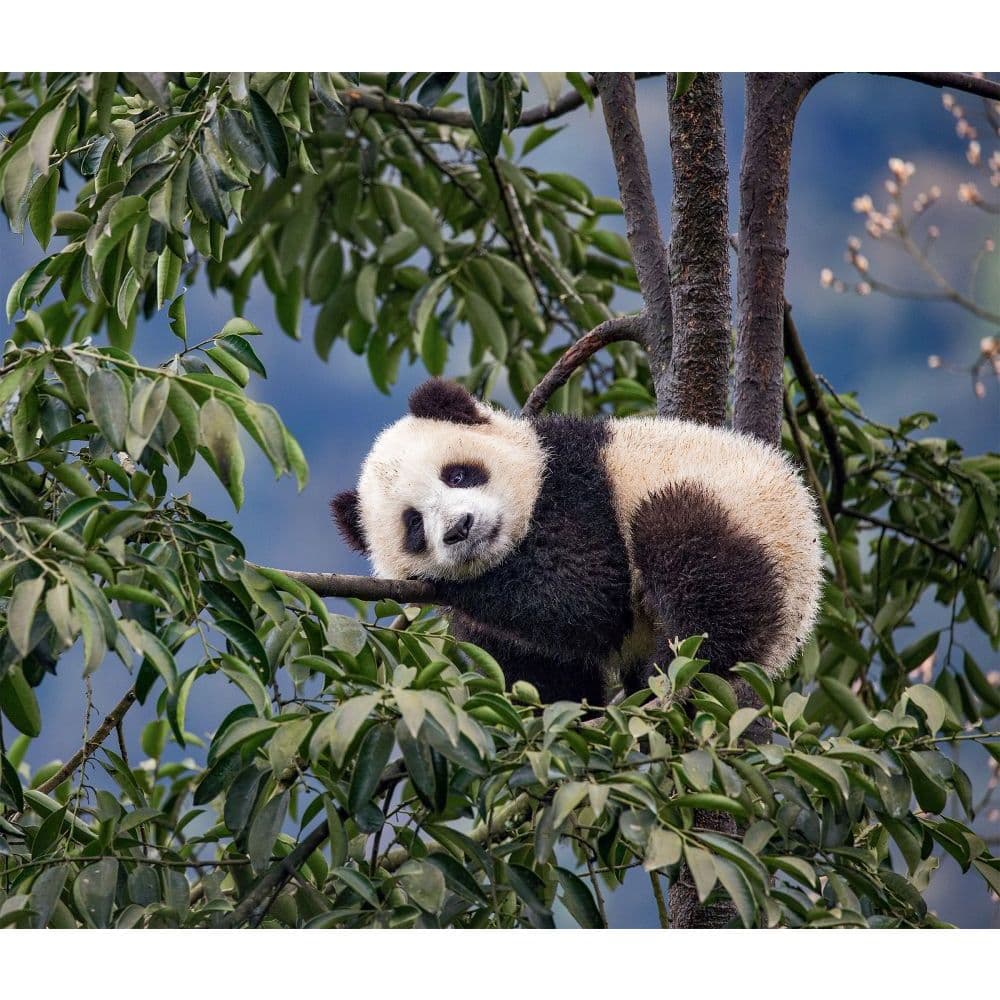 Giant Pandas Wwf 2022 Wall Calendar - Calendars.com